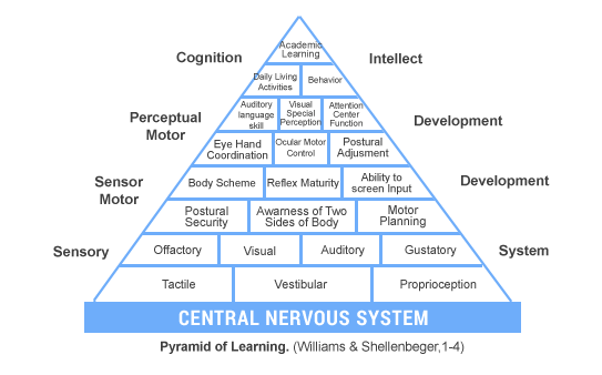 Brain Development Pyramid Chart